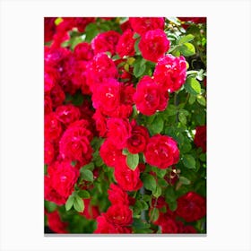 Red Roses 1 Canvas Print