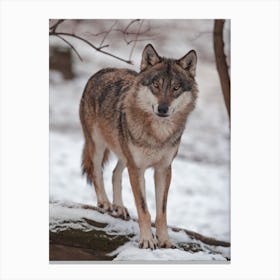 Wolf Expression Canvas Print