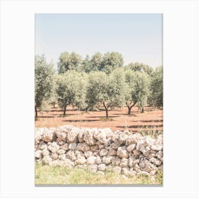 Puglia, Italy I Fields of olive trees in the italian countryside boho nature in the Mediterranean with a retro vintage photography green pastel summer aesthetic taken with an analog film camera like in Tuscany Canvas Print