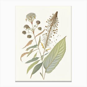 Boneset Spices And Herbs Pencil Illustration 1 Canvas Print
