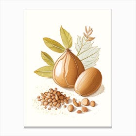 Nutmeg Spices And Herbs Pencil Illustration 5 Canvas Print