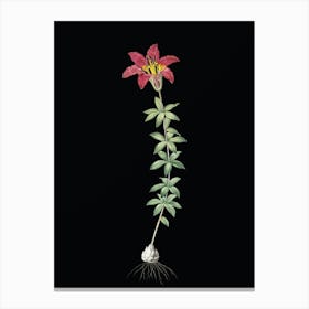 Vintage Wood Lily Botanical Illustration on Solid Black Canvas Print