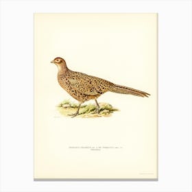 Pheasant (Phasianus Colchicus), The Von Wright Brothers Canvas Print