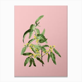 Vintage Russian Olive Botanical on Soft Pink n.0443 Canvas Print