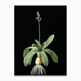 Vintage Scilla Lilio Hyacinthus Botanical Illustration on Solid Black n.0283 Canvas Print