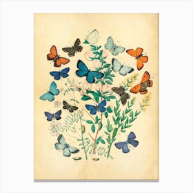 Butterflies Canvas Print