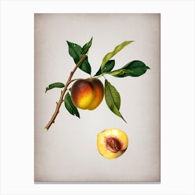 Vintage Peach Botanical on Parchment n.0253 Canvas Print