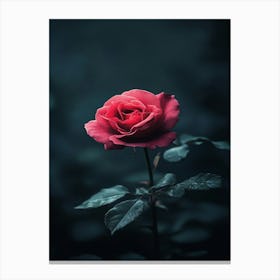 Dark Rose 112 Canvas Print