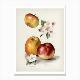 Apple Blossoms 6 Canvas Print