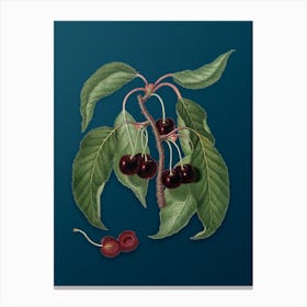 Vintage Hard Fleshed Cherry Botanical Art on Teal Blue n.0921 Canvas Print