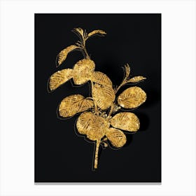 Vintage Alpine Buckthorn Plant Botanical in Gold on Black n.0128 Canvas Print