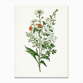 Vintage Botanical Galleria Style Wildflower Painting 46 Canvas Print