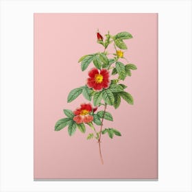 Vintage Single May Rose Botanical on Soft Pink n.0265 Canvas Print