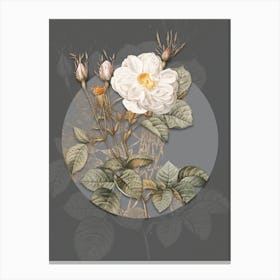 Vintage Botanical White Rose of York on Circle Gray on Gray n.0221 Canvas Print