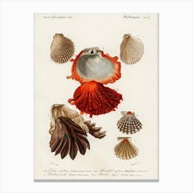 Different Types Of Mollusks, Charles Dessalines D'Orbigny 11 Canvas Print