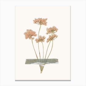 Dried Flowers Canvas Print