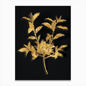 Vintage Azalea Botanical in Gold on Black n.0120 Canvas Print