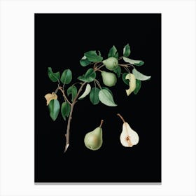 Vintage Pear Botanical Illustration on Solid Black n.0528 Canvas Print