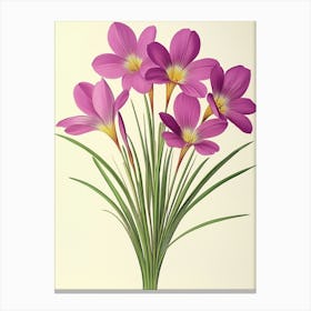 Crocus Flowers 1 Canvas Print