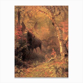 Moose, Bierstadt Canvas Print