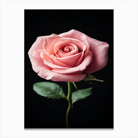 Pink Rose Isolated On Black Background 10 Canvas Print