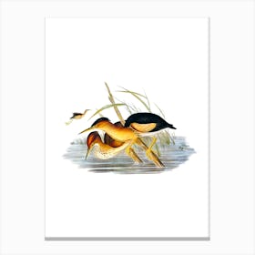 Vintage Minute Bittern Bird Illustration on Pure White n.0326 Canvas Print