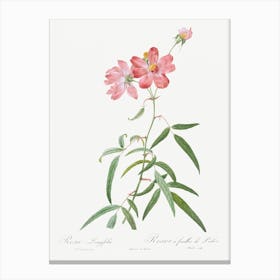 Peach Leafed Rose, Pierre Joseph Redoute Canvas Print