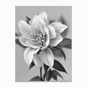 Lilac B&W Pencil 3 Flower Canvas Print