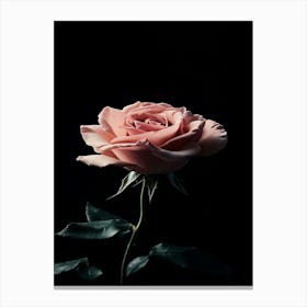 Pink Rose On Black Background 86 Canvas Print