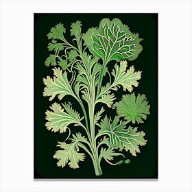 Cilantro Herb Vintage Botanical Canvas Print