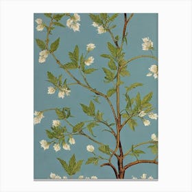 Shagbark Hickory tree Vintage Botanical Canvas Print