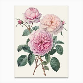 English Roses Painting Entwined 2 Canvas Print