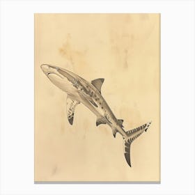 Zebra Shark Vintage Illustration 5 Canvas Print