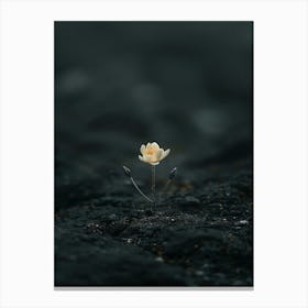 Single Flower On A Rock 5 Canvas Print