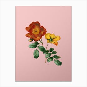 Vintage Sweetbriar Rose Botanical on Soft Pink n.0445 Canvas Print