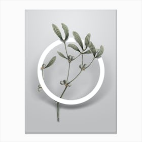 Vintage Viscum Album Branch Minimalist Botanical Geometric Circle on Soft Gray Canvas Print