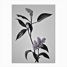 Lilac B&W Pencil 1 Flower Canvas Print