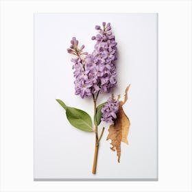 Pressed Flower Botanical Art Lilac 1 Canvas Print