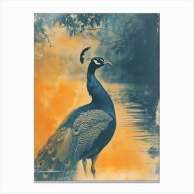 Orange & Blue Vintage Peacock In The Water 2 Canvas Print