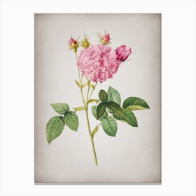 Vintage Pink Agatha Rose Botanical on Parchment n.0799 Canvas Print