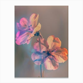 Iridescent Flower Phlox 2 Canvas Print