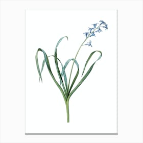 Vintage Dutch Hyacinth Botanical Illustration on Pure White n.0805 Canvas Print