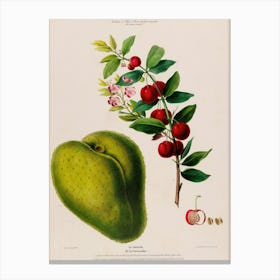 Fruit Of The Guava Tree Canvas Print