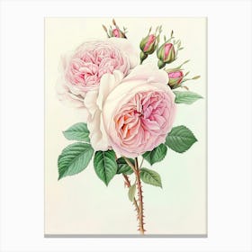 English Roses Painting Detailed Botanical 1 Canvas Print