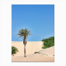 Cape Verde Palm Tree 01 (2012) Canvas Print