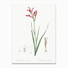 Gladiolus Cunonius, Pierre Joseph Redoute Canvas Print