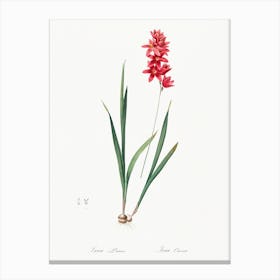 Ixia Patens, Pierre Joseph Redoute Canvas Print