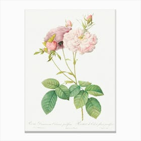 Celsiana, Damask Rose, Pierre Joseph Redoute Canvas Print