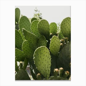 Cactus In The Streets Of Vibo Valentia In Italy Canvas Print