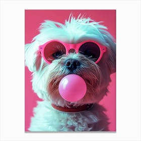 Maltese Dog Chewing Gum Canvas Print